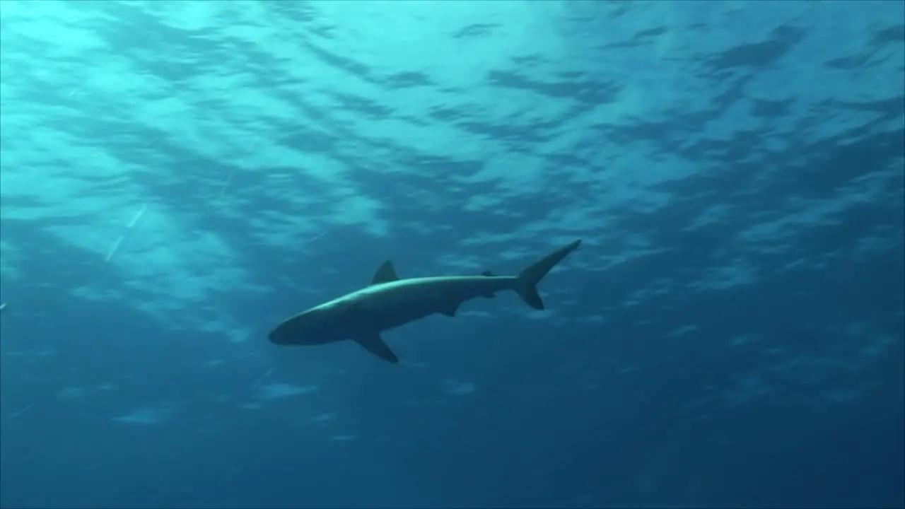 Grey Reef Shark 