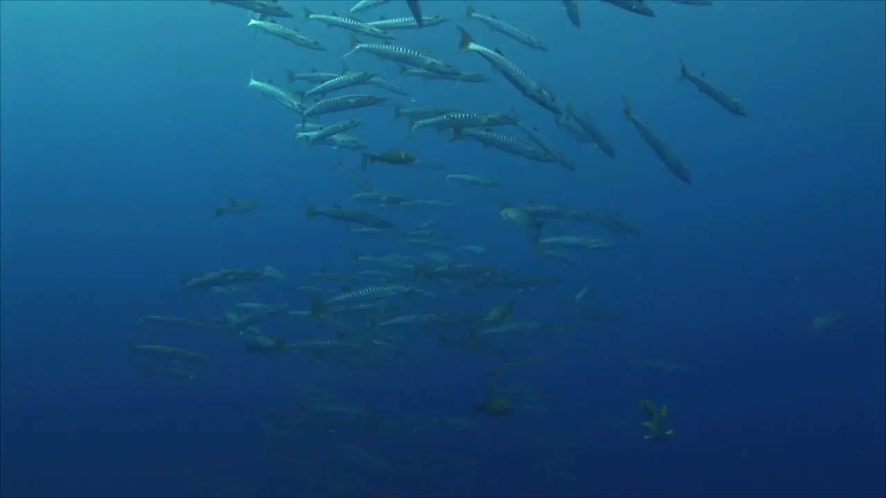 School of Barracudas