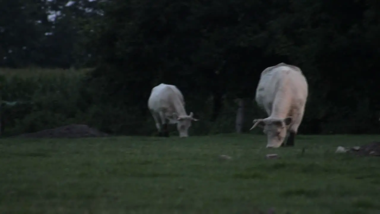 Cows Grazing in Pasture