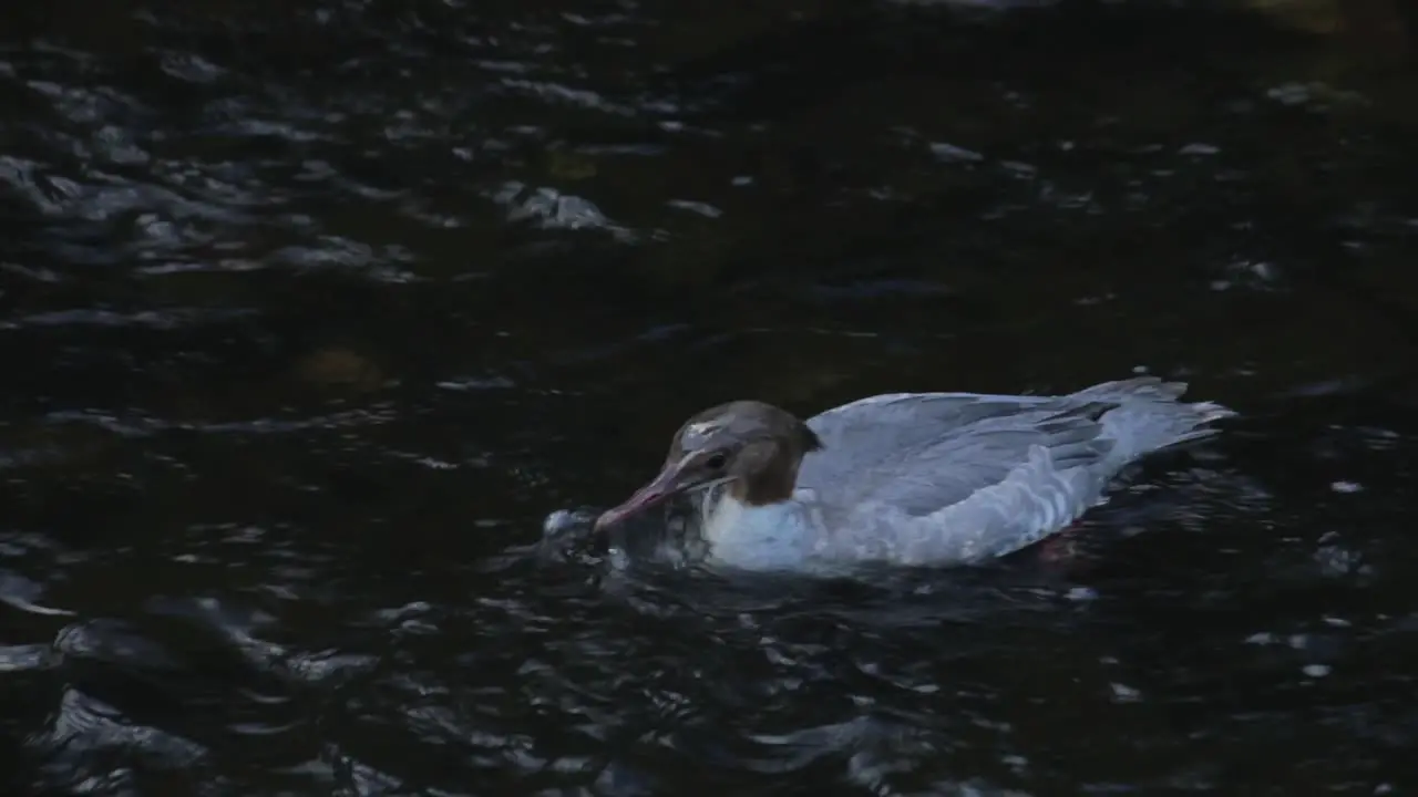 Female Goosander Feeding