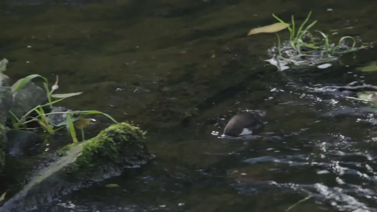 Dipper Feeding at a River