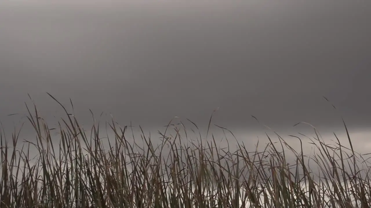 Swamp Grass Blowing 