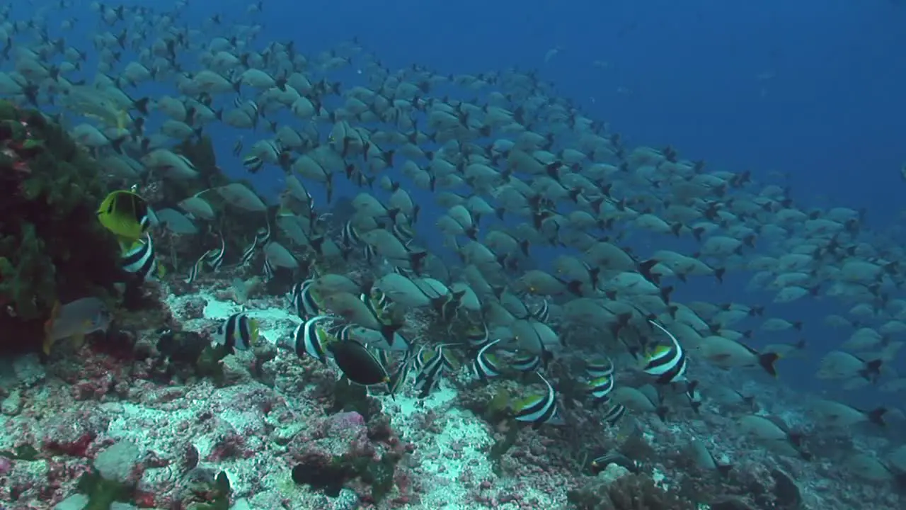 Tropical Fish Banner Fish on Coral Reef 3