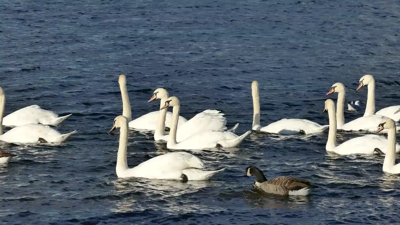 Swans On A Lake