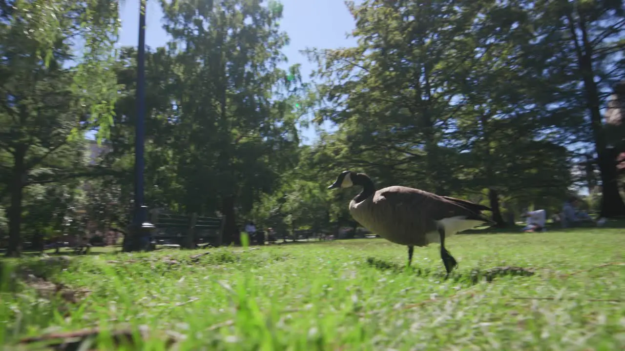 Geese Exiting Water at Boston Public Garden