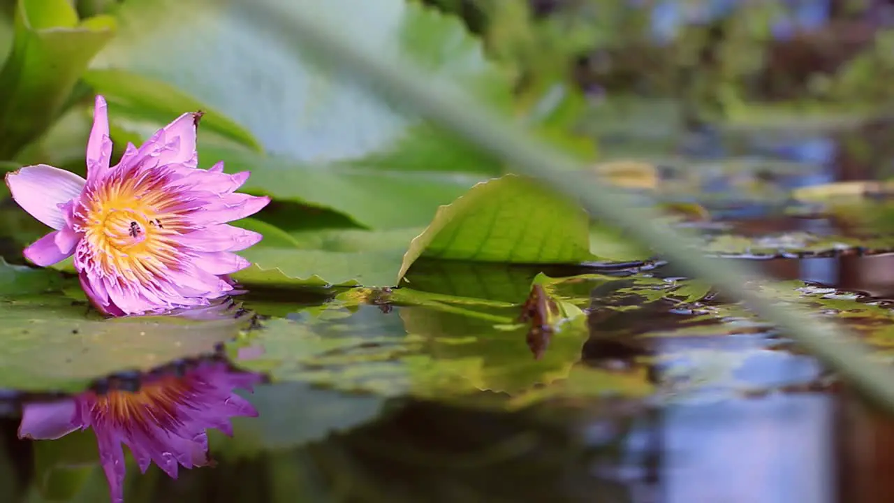 Flower Reflection in Pond