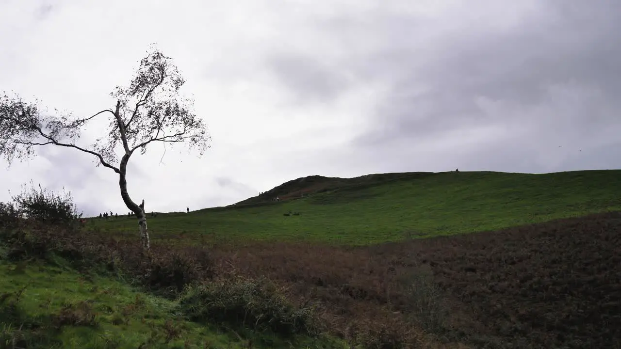 Silver birch tree on the slopes of the Malvern Hills as people hike to the top and crows fly over