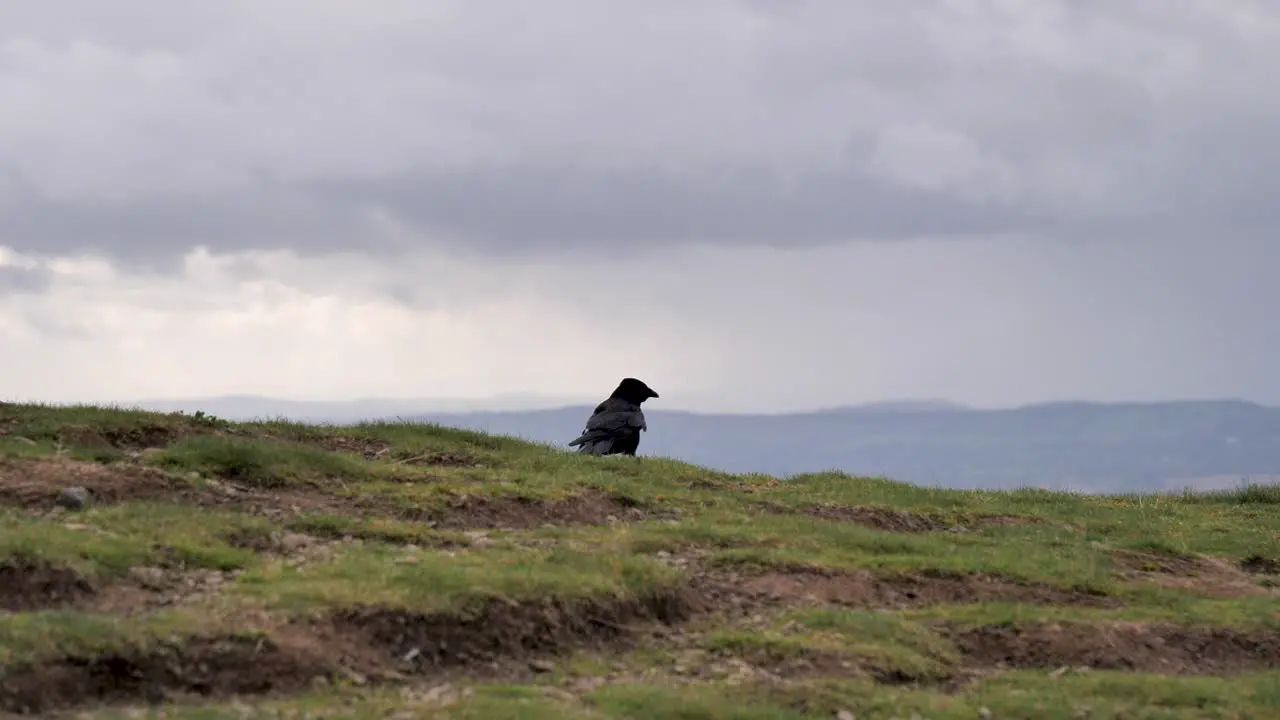 Lone crow taking flight from grass verge on Malvern Hills UK