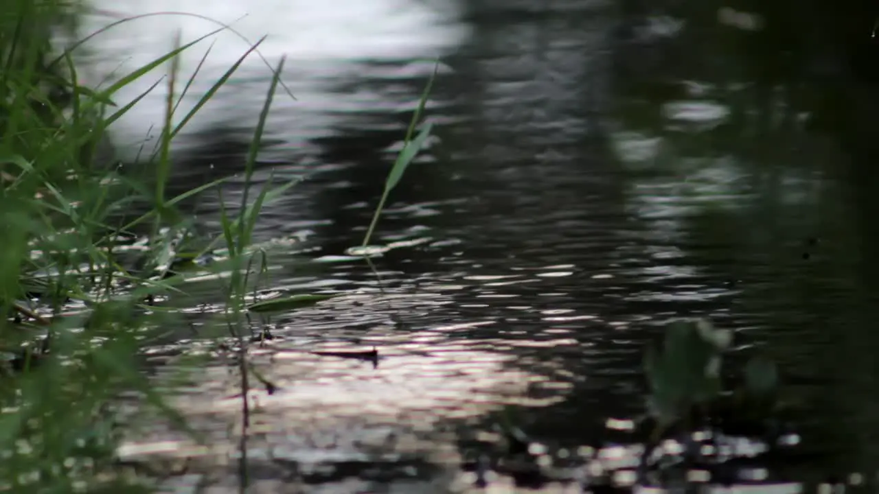 Lake in Forest 1