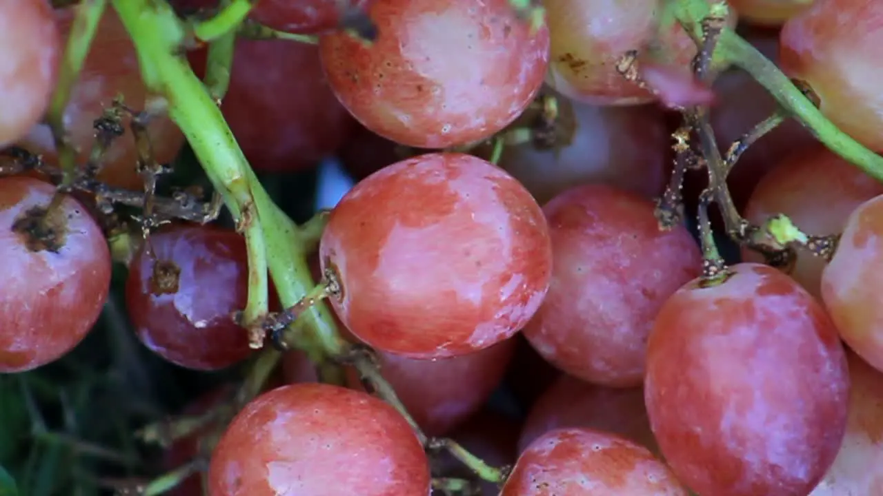 Red Grapes Macro