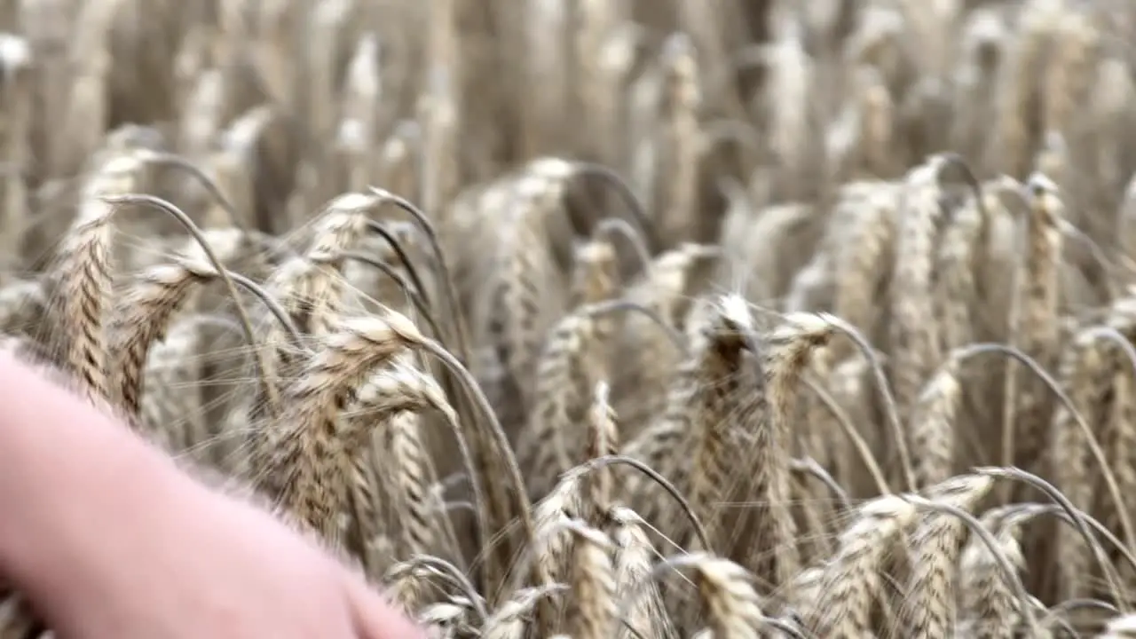 Hand Stroking Cornfield