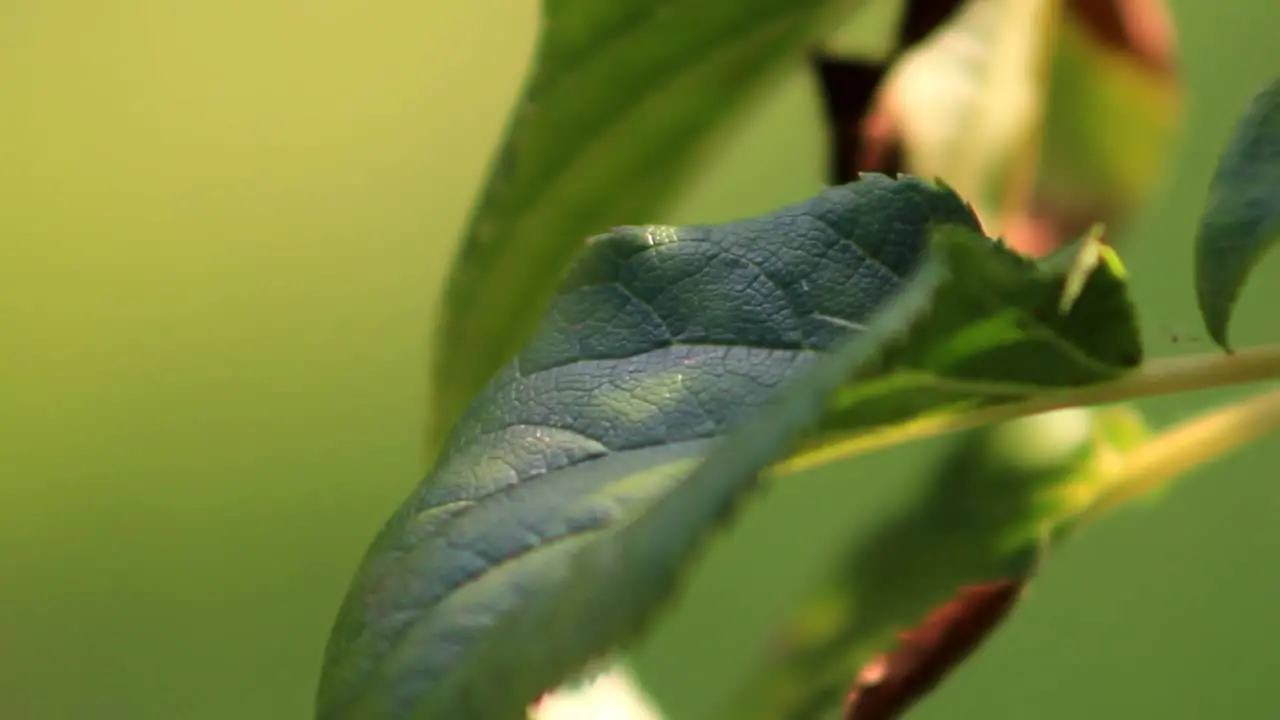 Close-Up Green Leaf