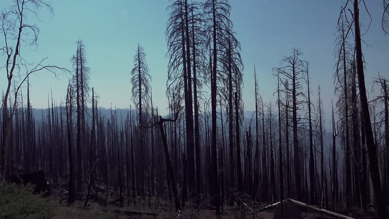 Burned trees and snags from a recent forest fire in the High Sierra wilderness of Yosemite National Park California