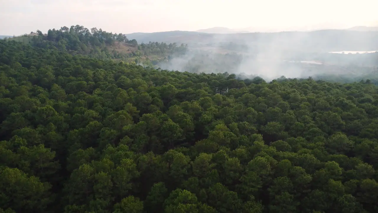 Smoke rising over trees in tropical forest during fire climate change concept