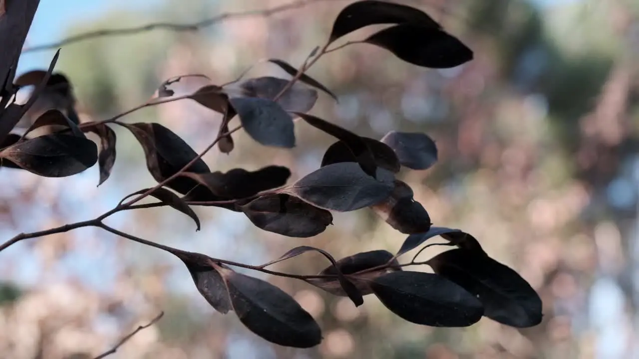 Black charred leaves after a fire