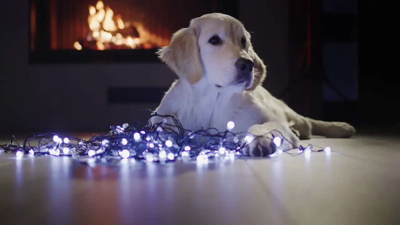 A cute dog lies near a festive garland in the background there is a fire in the fireplace Christmas and New Year's Eve