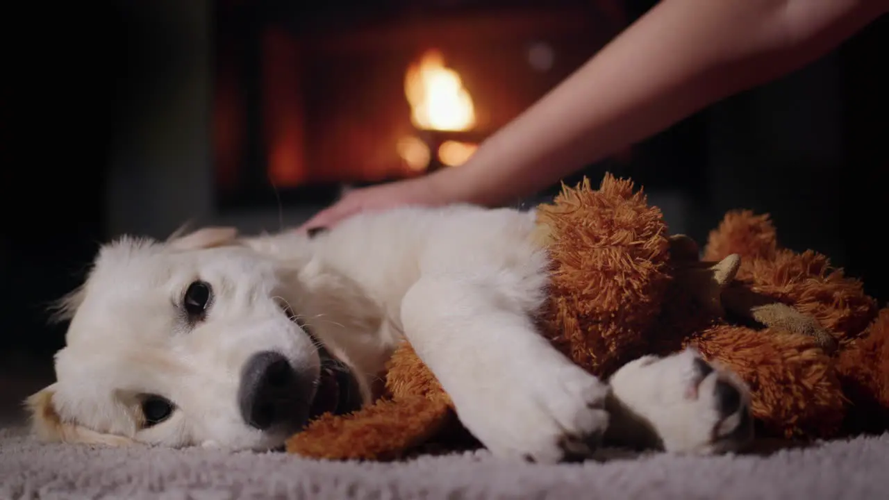 The owner plays with a cute golden retriever puppy holding a stuffed puppy in his paws Against the backdrop of a burning fireplace