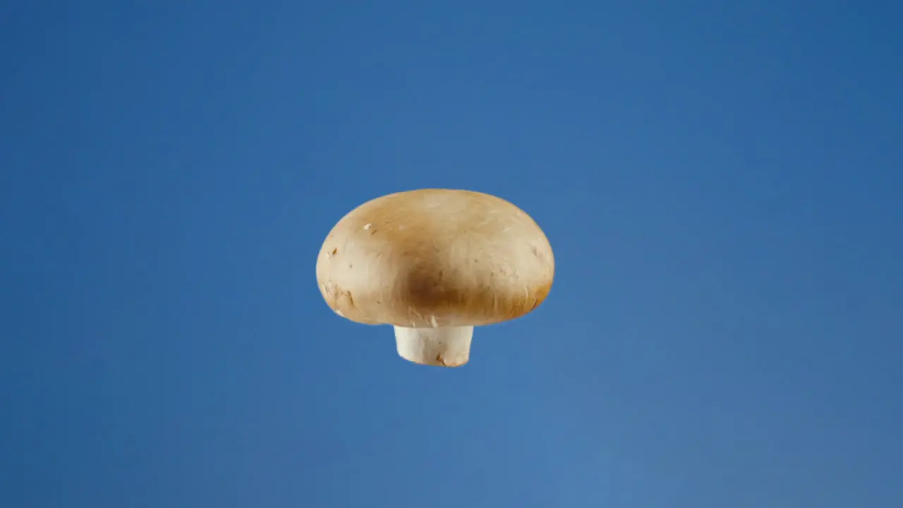 Champignon mushroom spinning on blue background