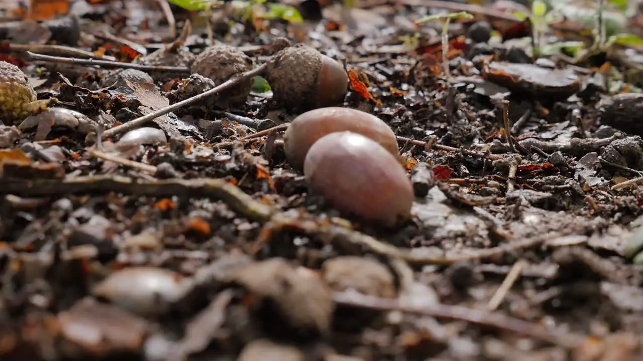 Couple of Acorns Scattered on Forest Floor Autumn Background Close-up