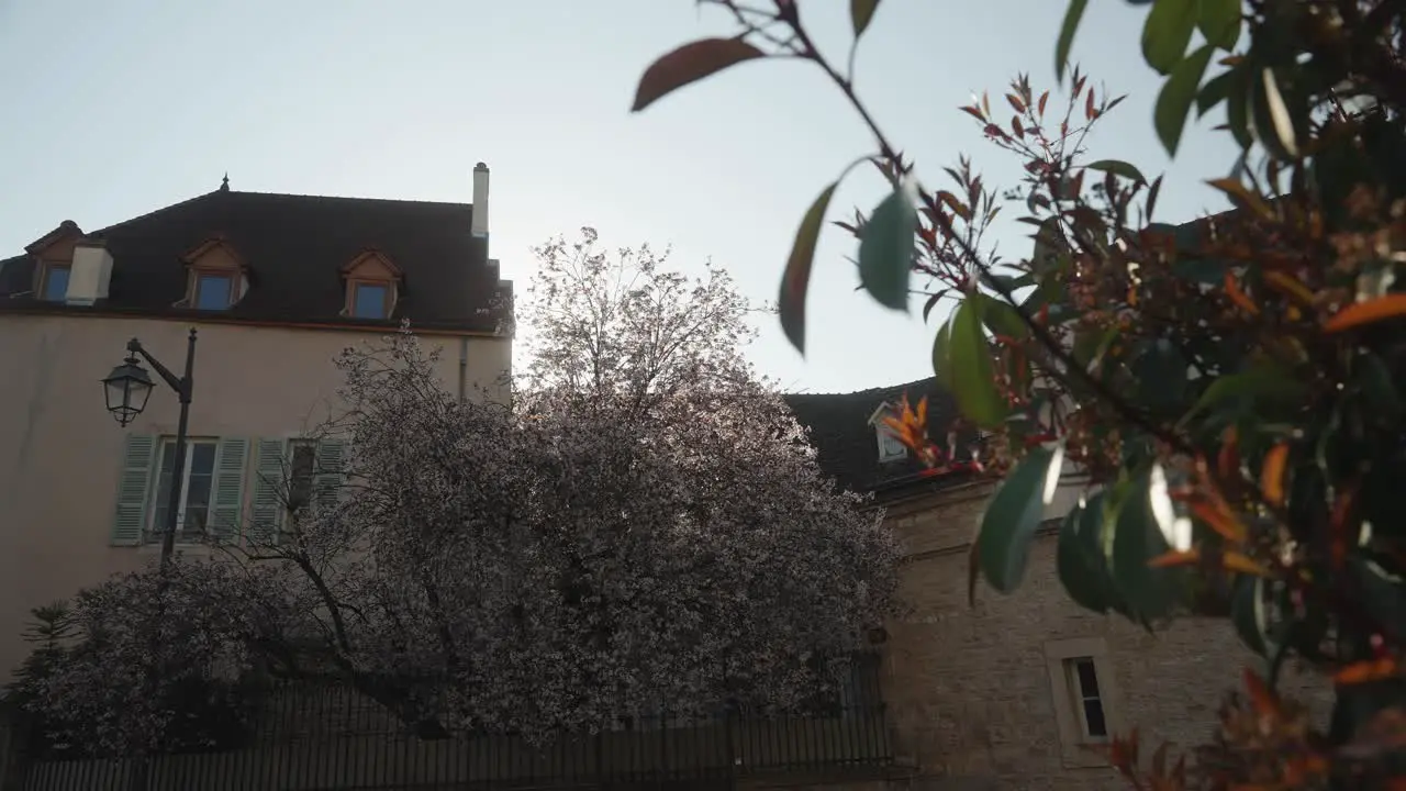 Beautiful sunlight flare with blossom tree