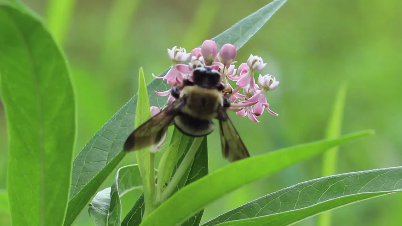 Bee Collecting Pollen on a Pink Flower-1