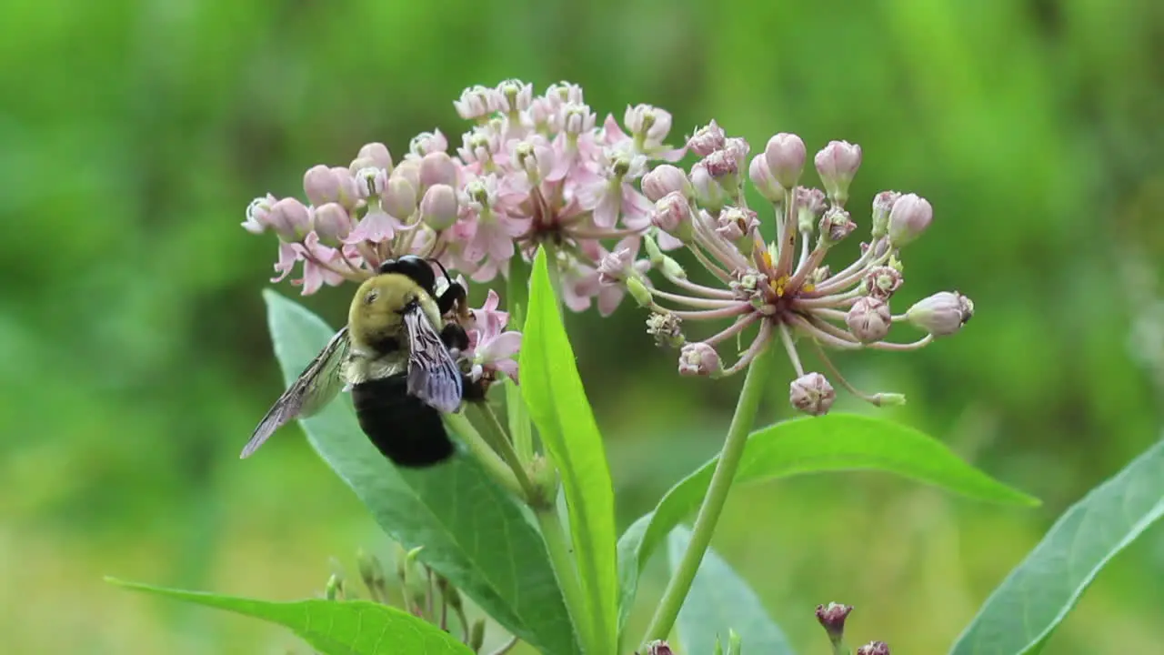 Bee Collecting Pollen on a Pink Flower