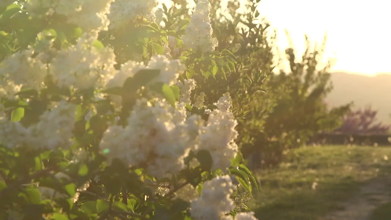 spring and flower landscape in France