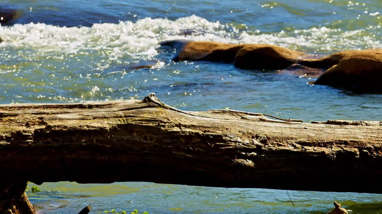 Tree log fallen over flowing white water river rapids in sunlight