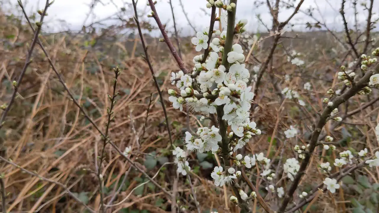 A growing branch of Blackthorn with white flowers while surrounded with orange-brown shrubs in an early Spring