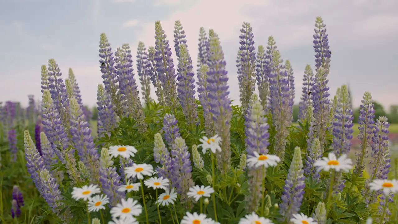 Blooming flowers in the garden at sunrise