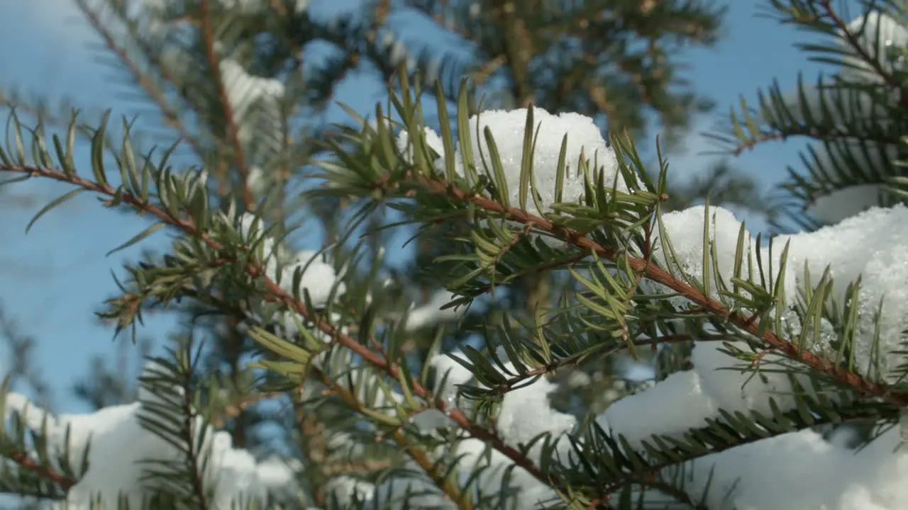 melting snow in spring accumulated on branches