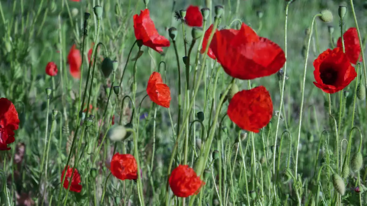 A few poppies on a field