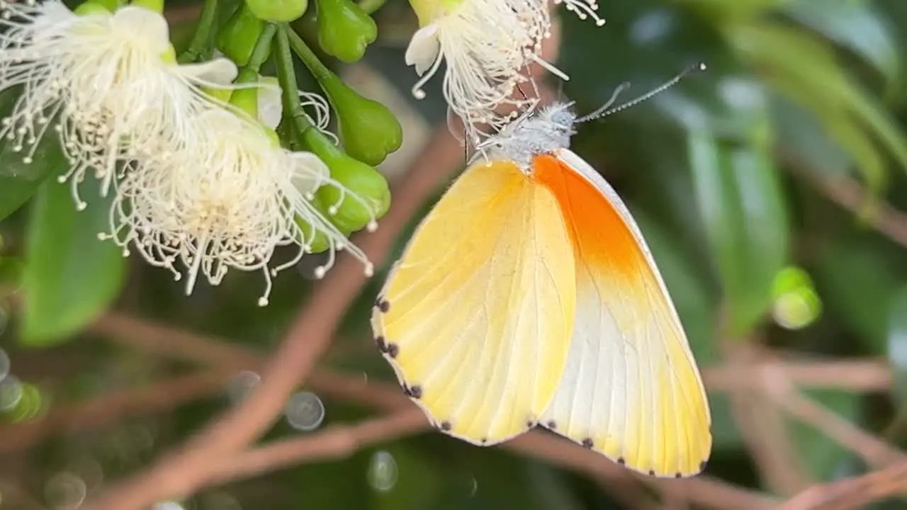 Yellow butterfly feeding on nectar