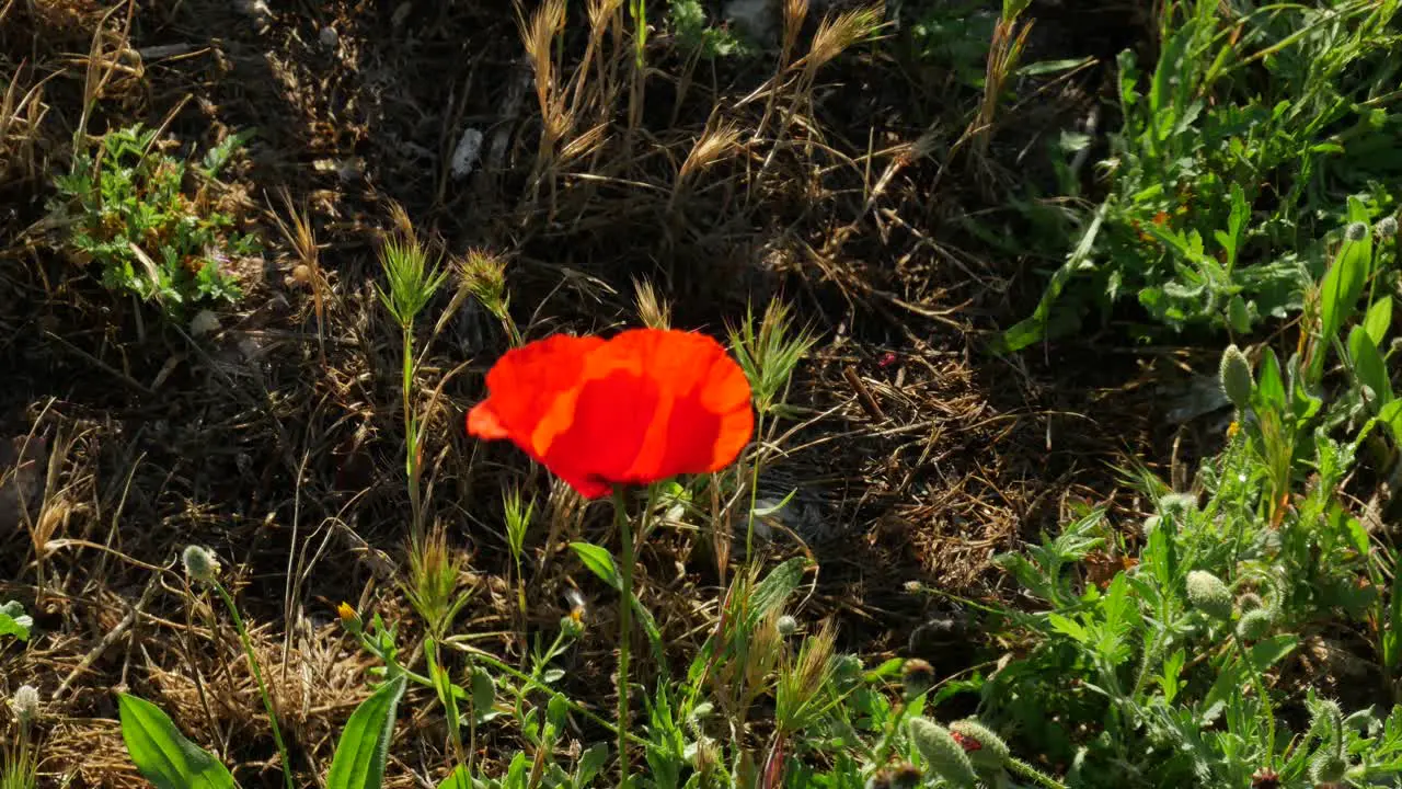 A poppy with a bee flying around