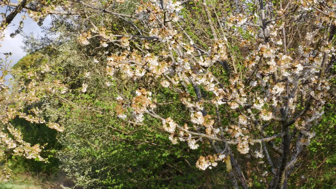 Moving around a cherry tree at the end of its flowering