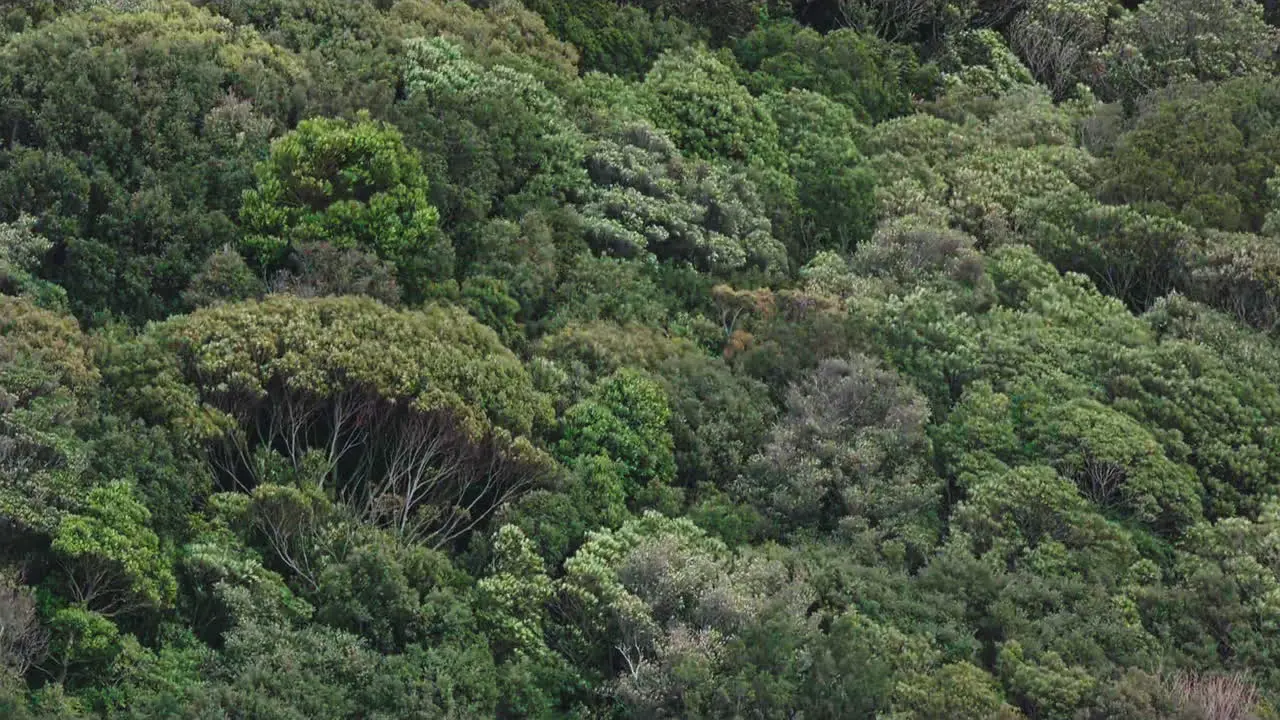 Trees in the distance sway in the wind