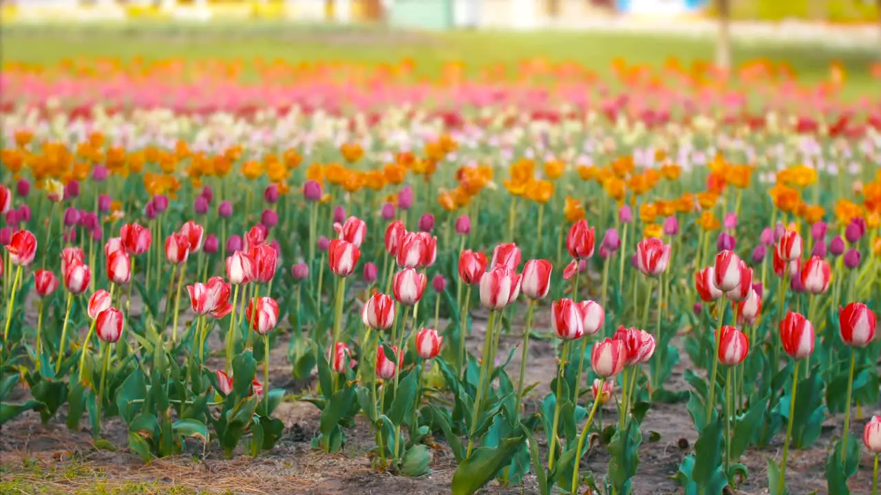 Springtime Flowers Field Of Tulips Festival Holland Netherlands Cinematic Film Look 4K Nature