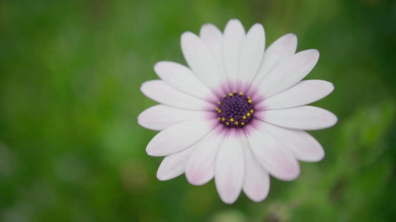 one big close up on chrysanthemum