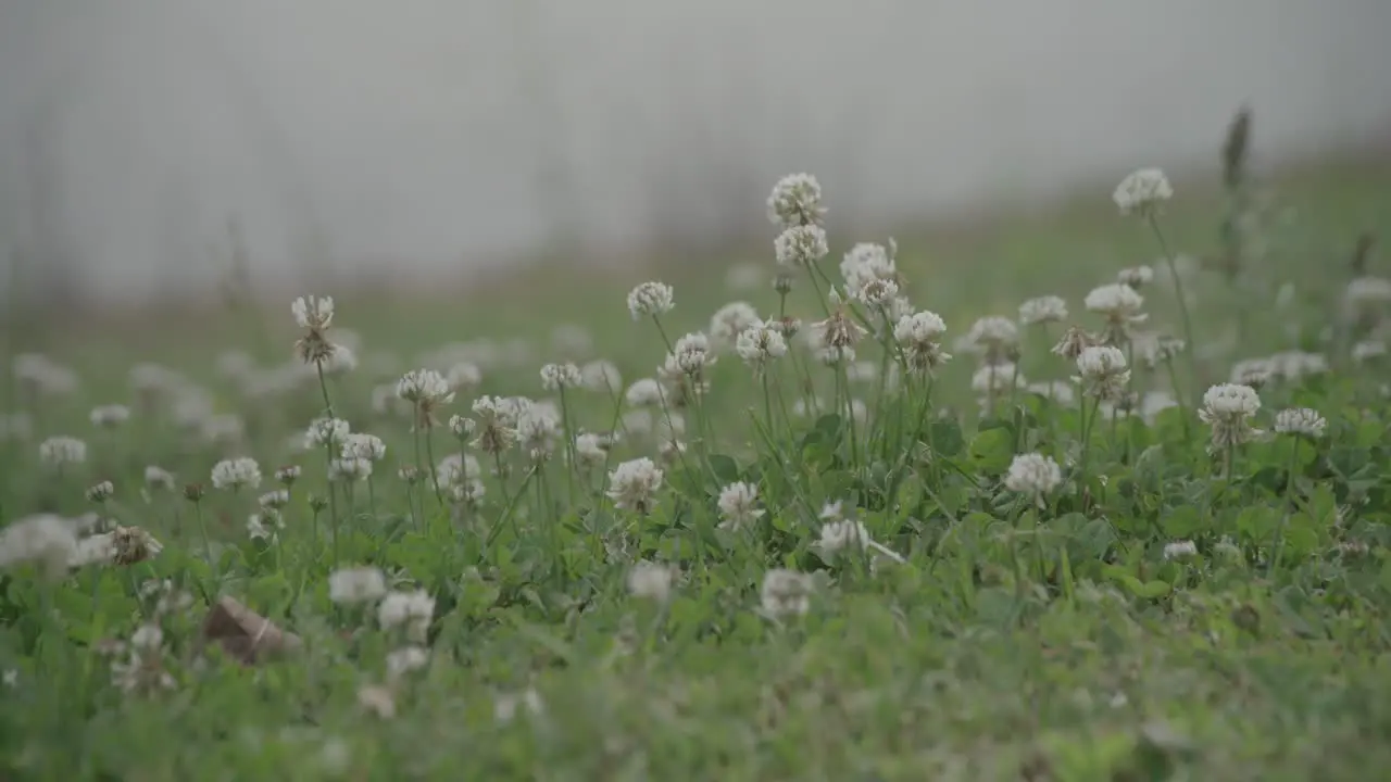 a field full of grass with a bunch of small flowers and bees