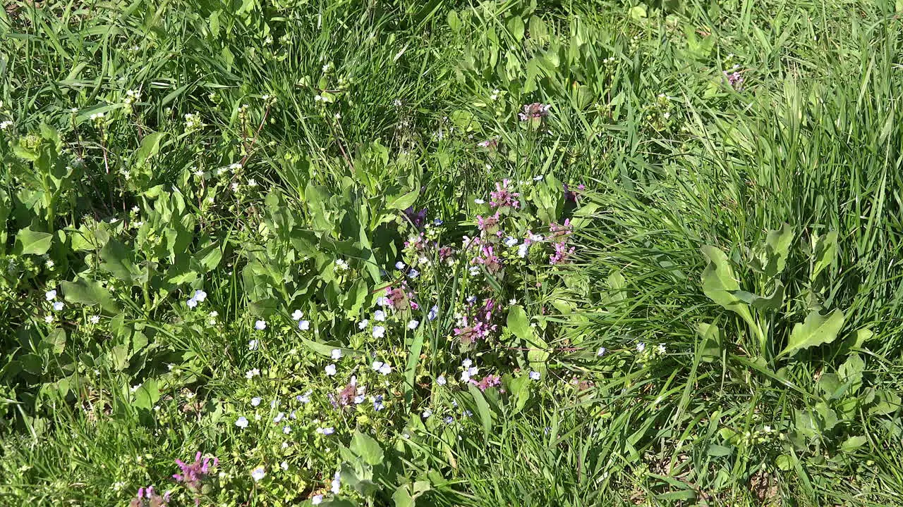 Nature Wildflowers And Grass Zoom In