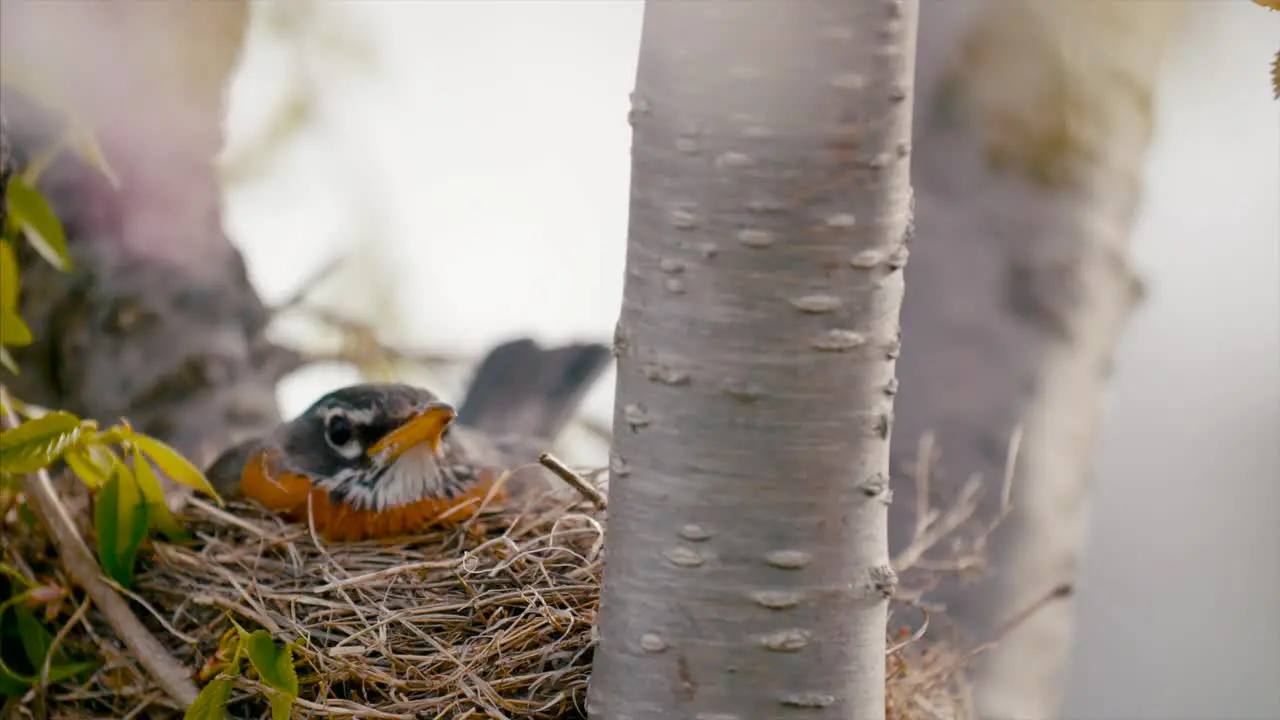 Springtime Nesting Birds Robin Cinematic Film Look Flowers New Life Baby Birds 4K Nature