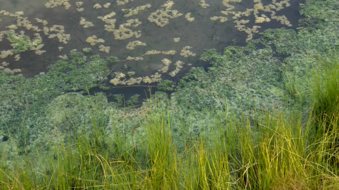 Native algae and grasses at Australian Outback Artesian Spring The Bubbler 4k 100fps