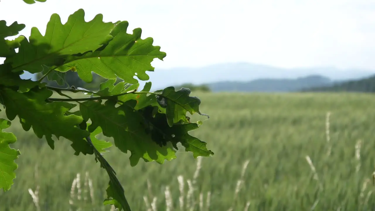 Green Grain in the wind with leaves in the front