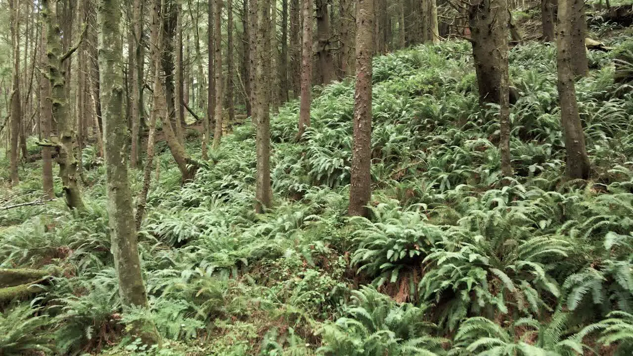 Passing through a narrow evergreen forest ravine over lush fern aerial fpv