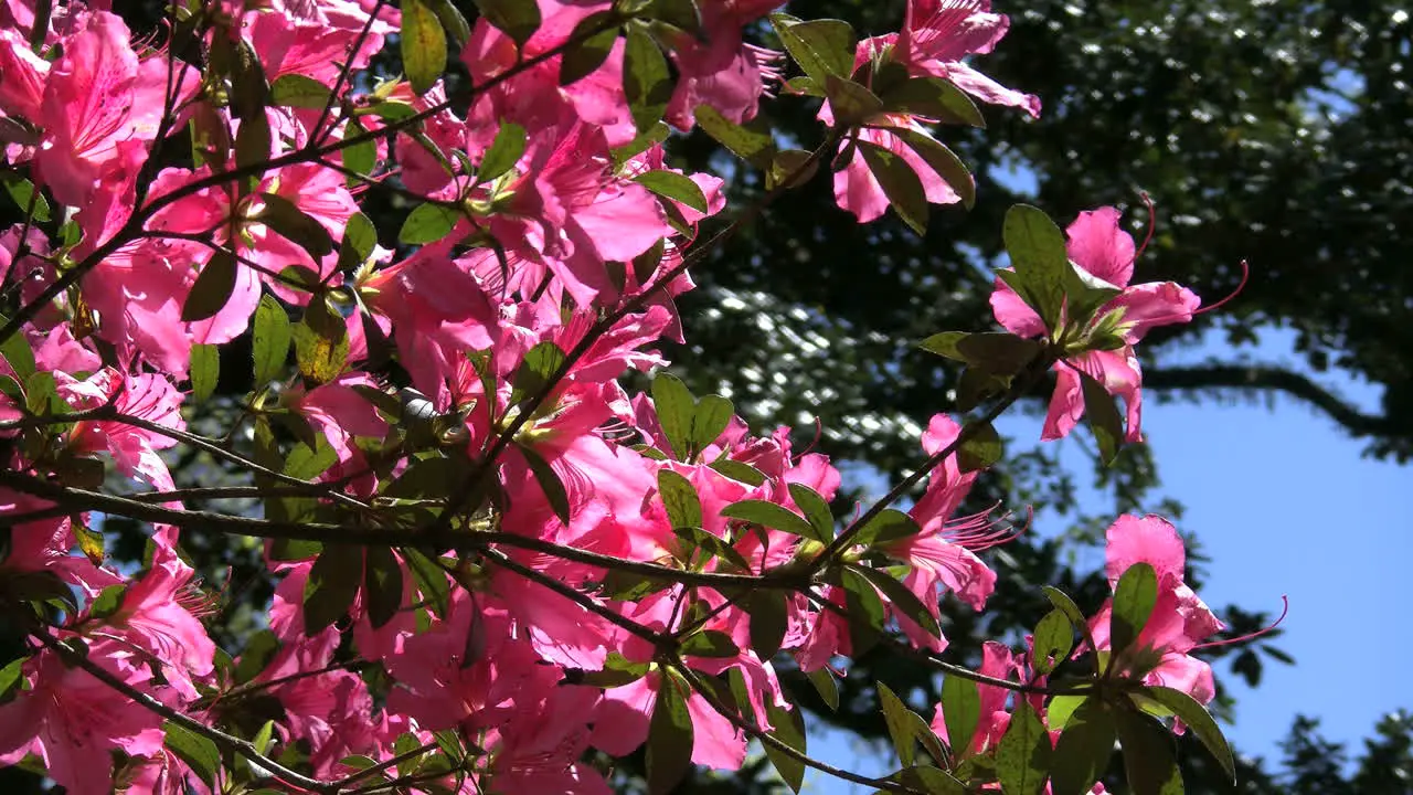 Louisiana Azalea Rosedown Plantation Gardens