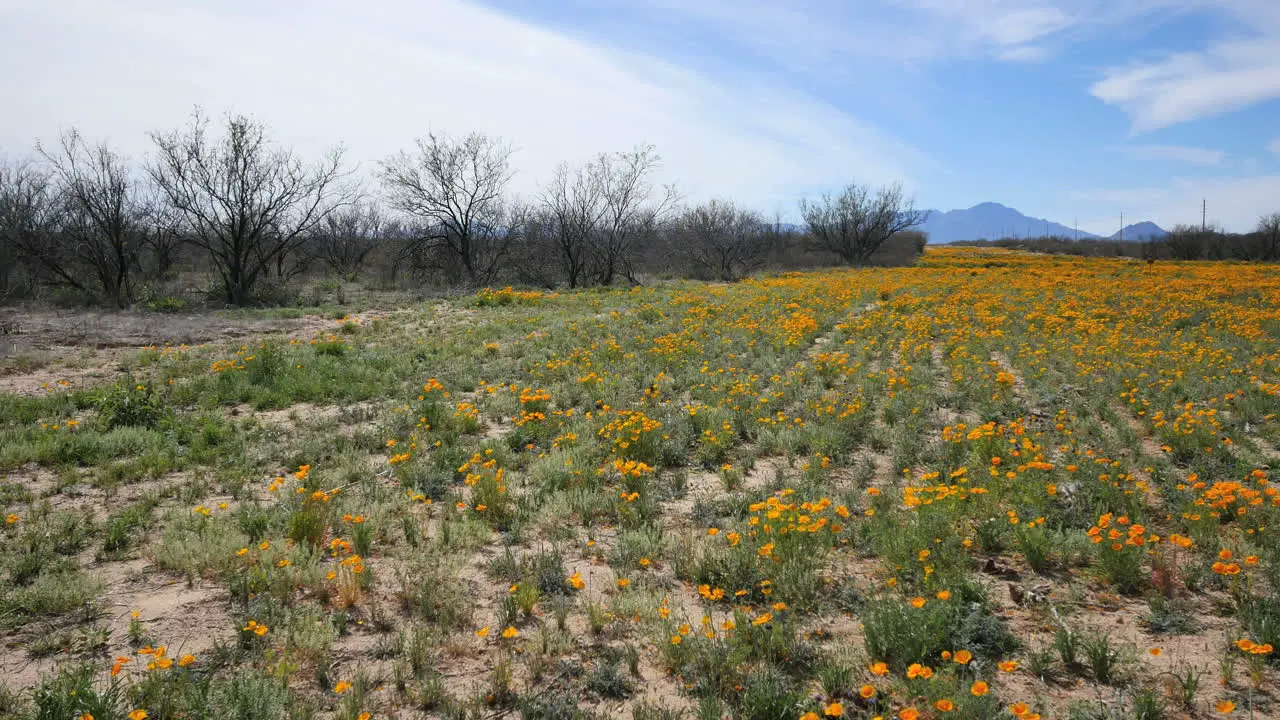 Arizona Field Of Poppies