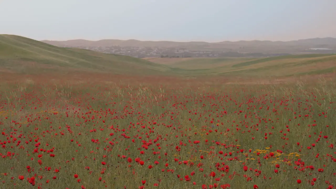 The reason poppies are used to remember those who have given their lives in battle is because they are the flowers that grew on the battlefields after World War One ended