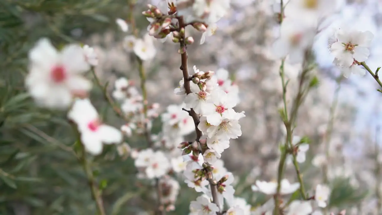 White flower blossoms moving in the wind