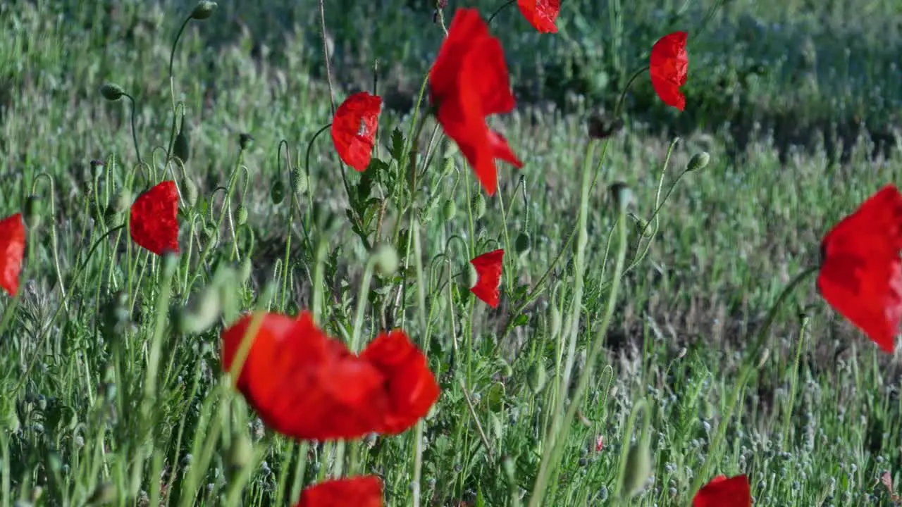 A few poppies with a small bee flying