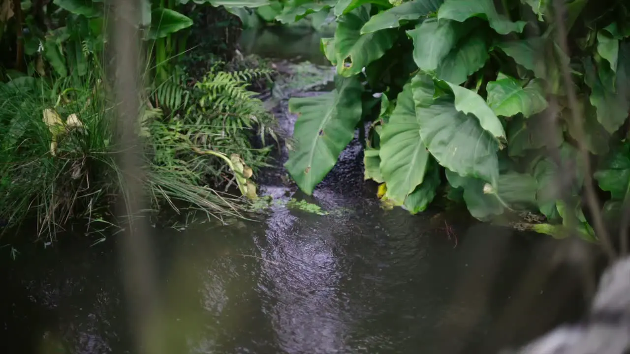 static shot of a pond in the wild